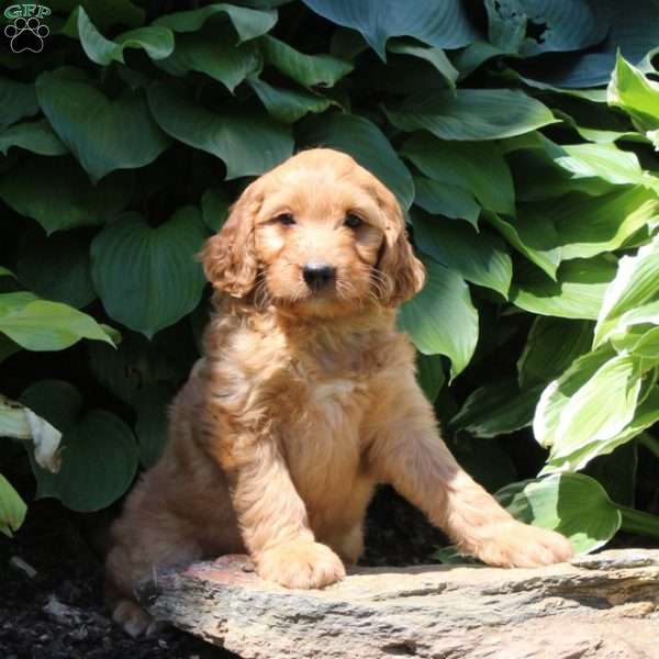 Ralph, Irish Doodle Puppy